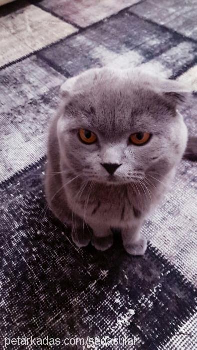 duman Erkek Scottish Fold