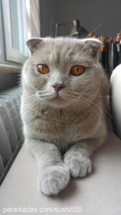 sushi Dişi Scottish Fold