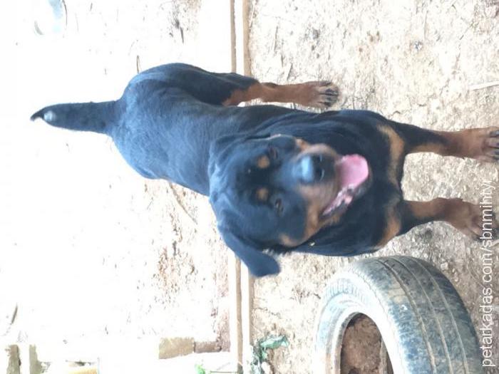 hektor Erkek Rottweiler