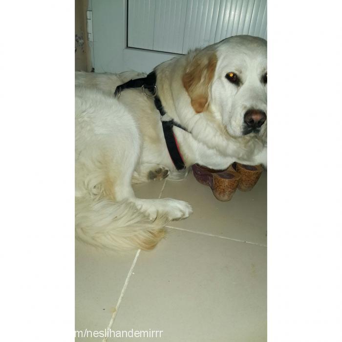 lady Dişi Golden Retriever