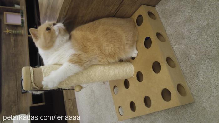 lena Dişi Exotic Shorthair