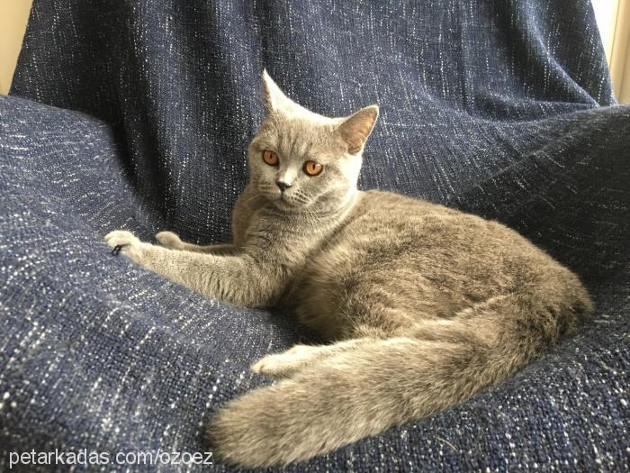 duman Dişi British Shorthair