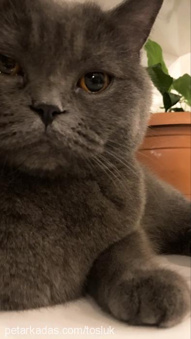 tosluk Dişi British Shorthair