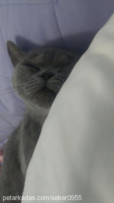 Şeker Dişi British Shorthair