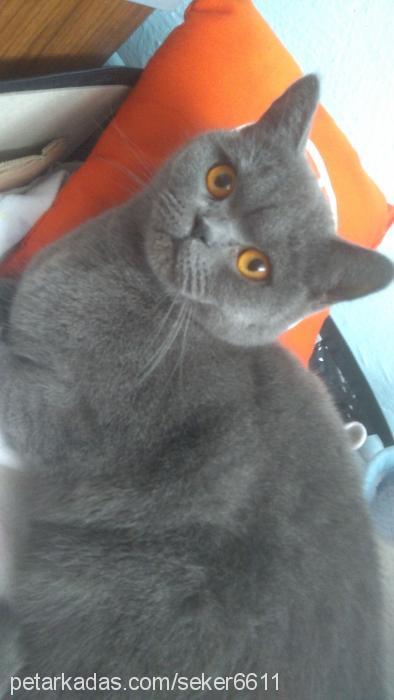 Şeker Dişi British Shorthair