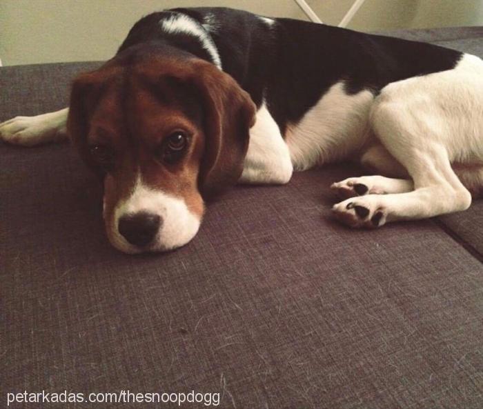 snoop Erkek Beagle