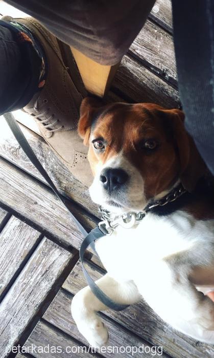 snoop Erkek Beagle