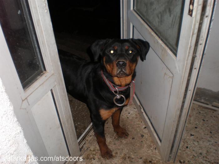 begs Dişi Rottweiler