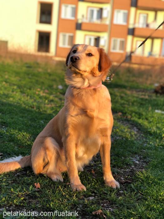 venüs Dişi Golden Retriever