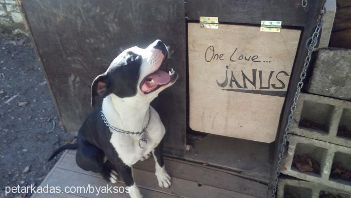 janus Erkek Amerikan Staffordshire Terrier