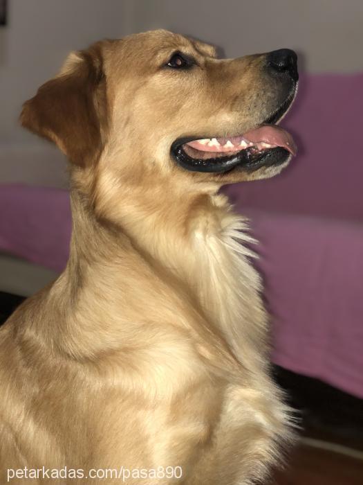 paşa Erkek Golden Retriever