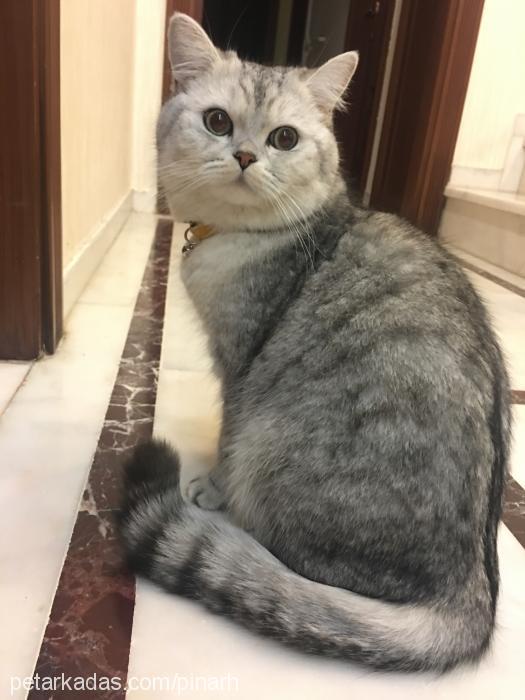 bal Erkek British Shorthair