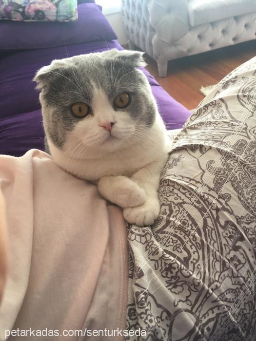 hero Erkek Scottish Fold