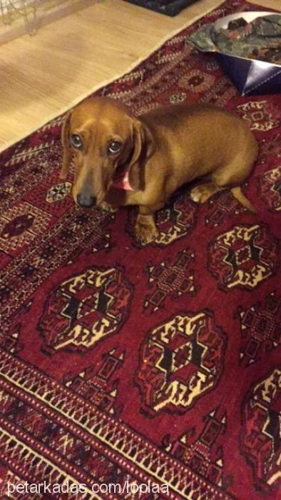 lola Dişi Dachshund