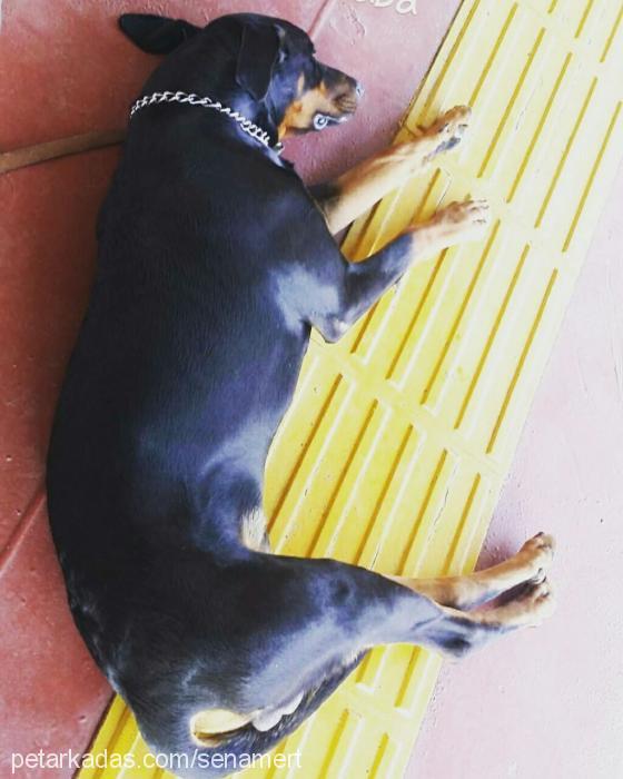 negro Erkek Doberman Pinscher