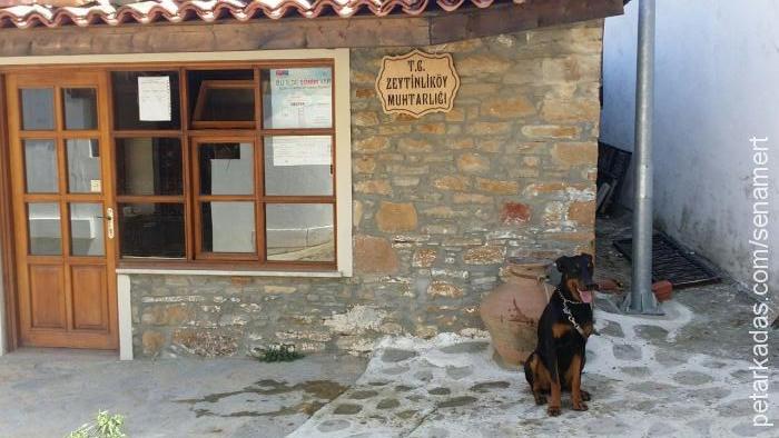 negro Erkek Doberman Pinscher