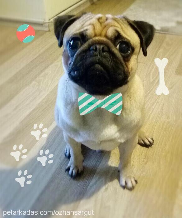 Çaki Erkek Pug