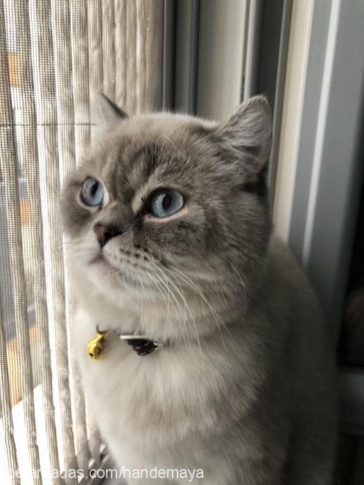 maya Dişi British Shorthair