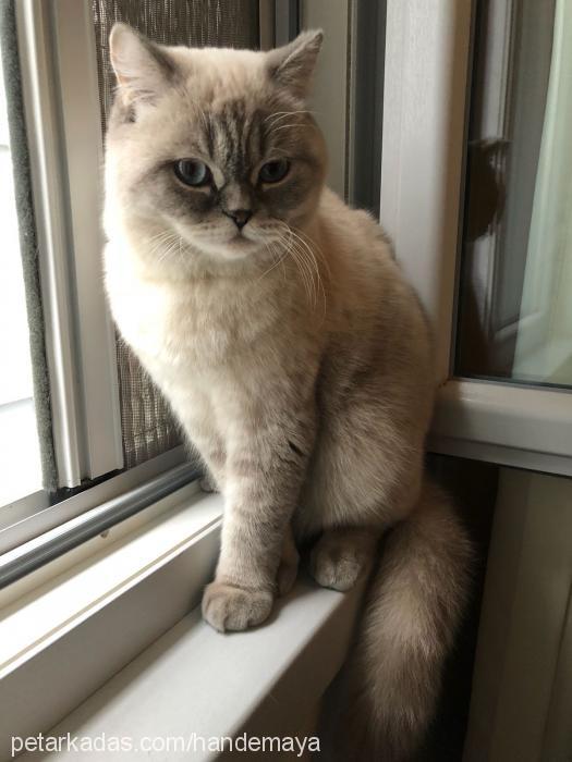 maya Dişi British Shorthair