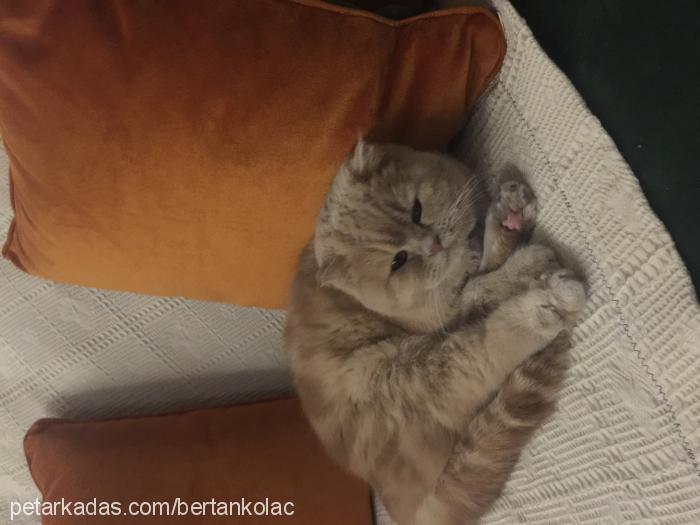 minnoş Dişi Scottish Fold