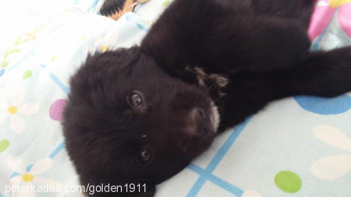 zeytin Erkek Labrador Retriever