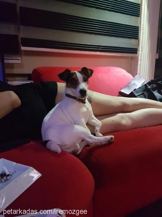 rom Erkek Jack Russell Terrier