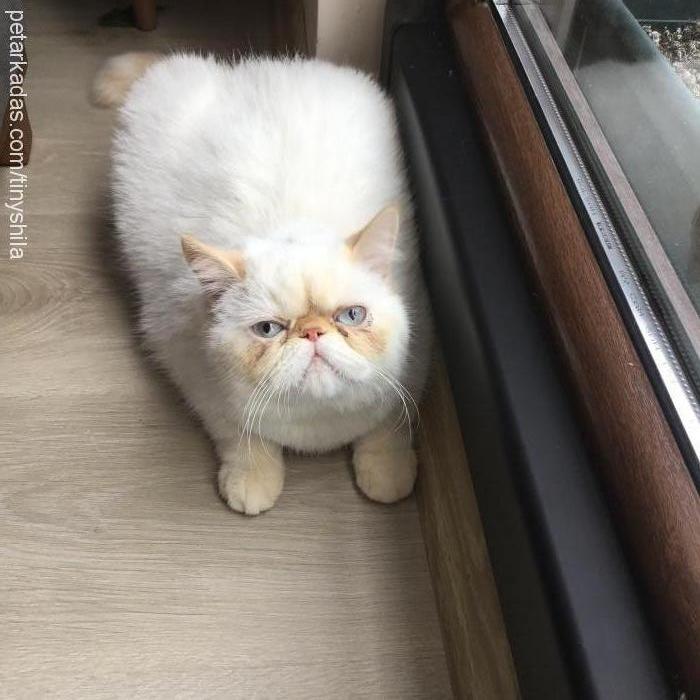 shila Dişi Exotic Shorthair