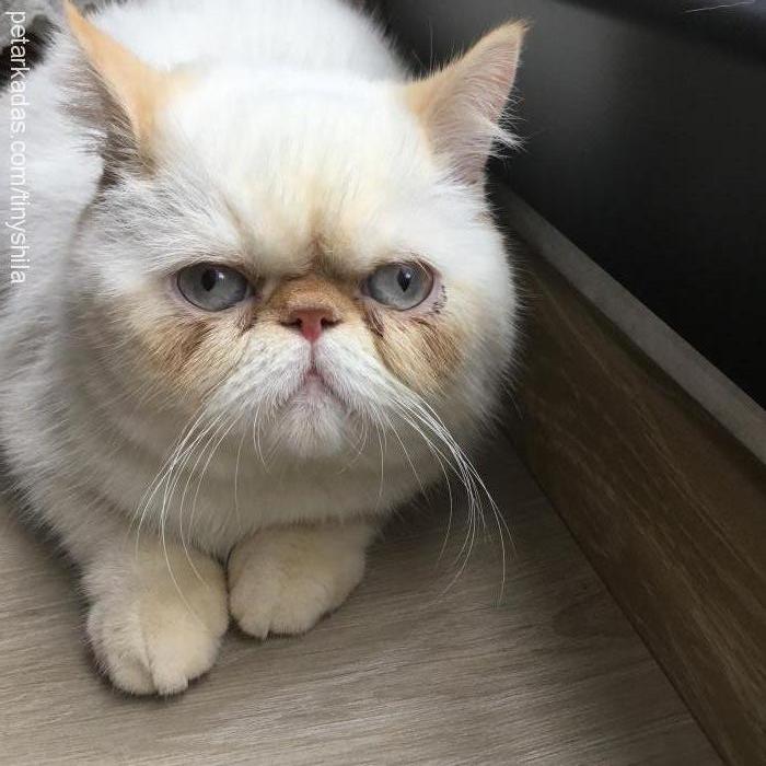 shila Dişi Exotic Shorthair