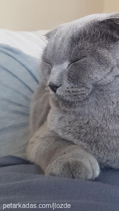 mutlu Erkek British Shorthair