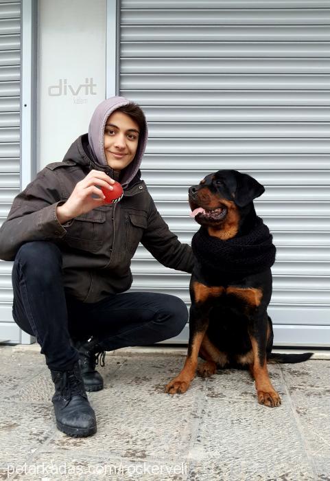 zeyna Dişi Rottweiler