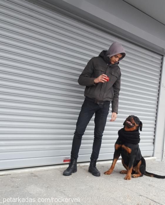 zeyna Dişi Rottweiler