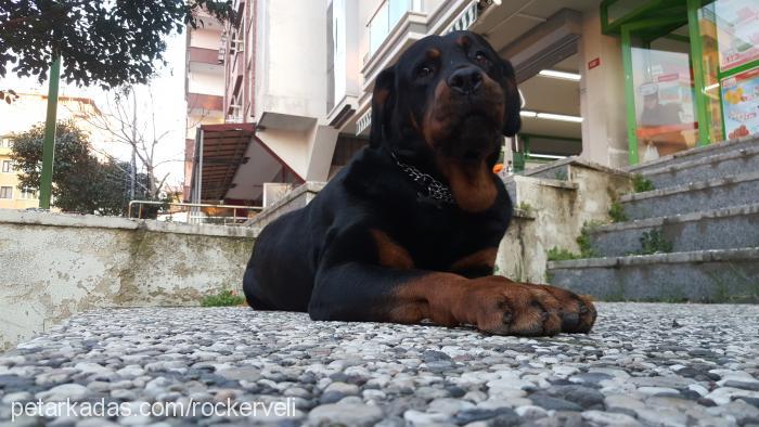 zeyna Dişi Rottweiler