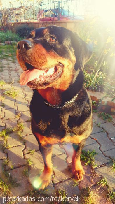 zeyna Dişi Rottweiler