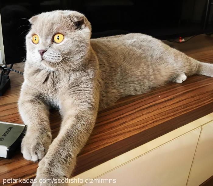 eva Dişi Scottish Fold