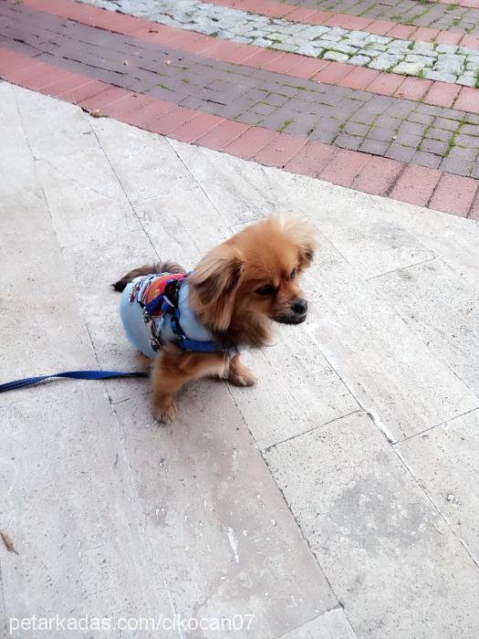 Çiko Erkek Tibetli Spaniel