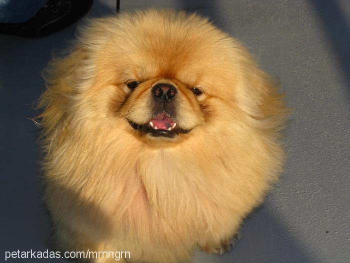 lucky Erkek Pekingese