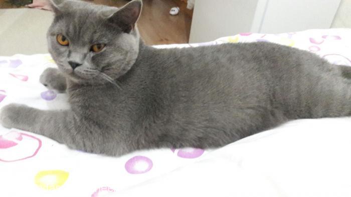 bambam Erkek British Shorthair