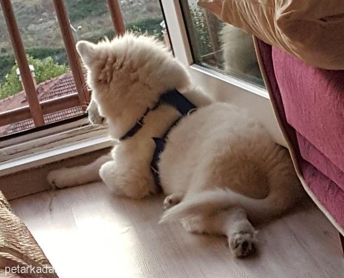 cesur Erkek Samoyed