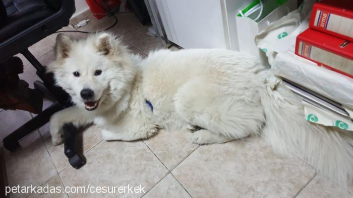 cesur Erkek Samoyed