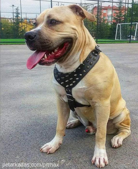 max Erkek Amerikan Staffordshire Terrier