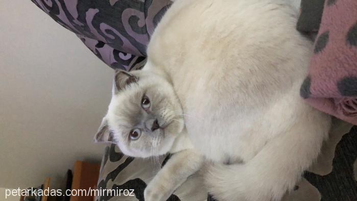 mırmır Dişi British Shorthair