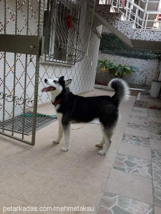 jessie Dişi Sibirya Kurdu (Husky)