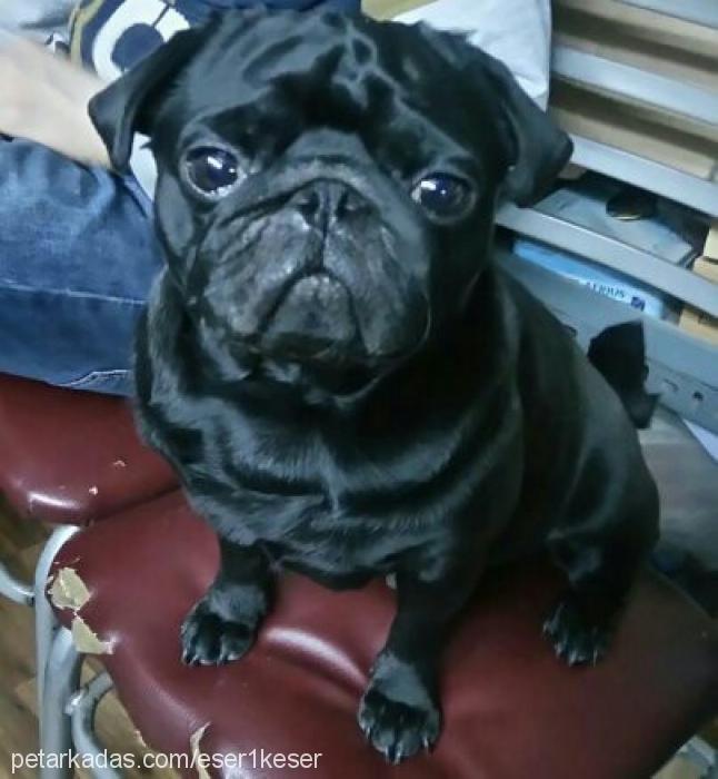 black Erkek Pug