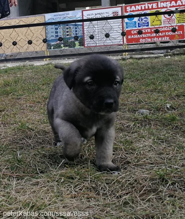 bulut Erkek Kangal