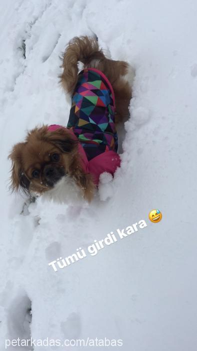 bıdıl Dişi Pekingese