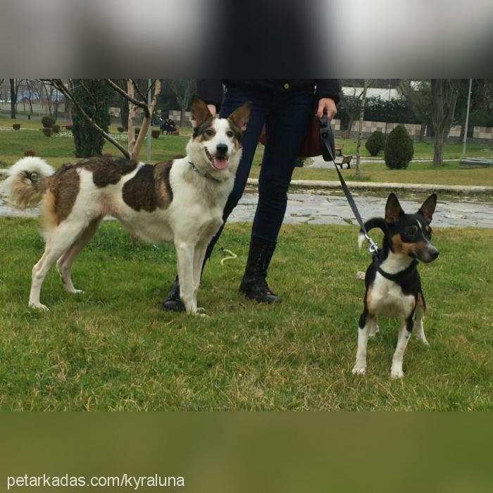 kyra Dişi Jack Russell Terrier