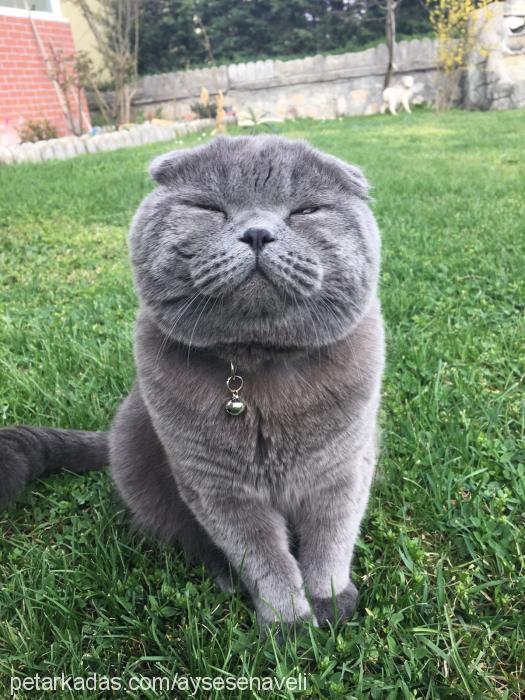 bulut Erkek Scottish Fold