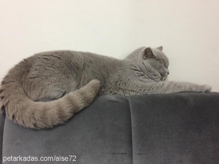 odİn Erkek British Shorthair