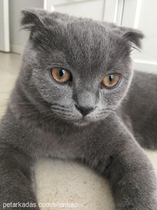 sheela Dişi Scottish Fold