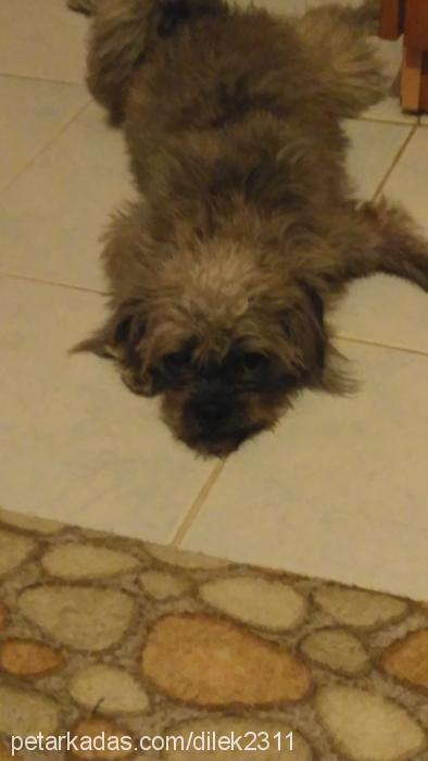 gümüş Dişi Cairn Terrier